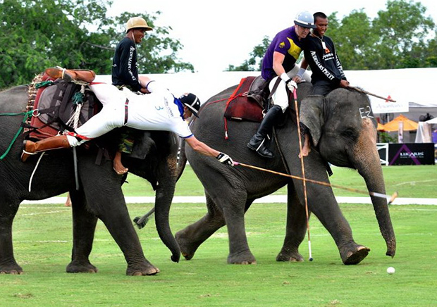 Elephant Polo in Rajasthan, India