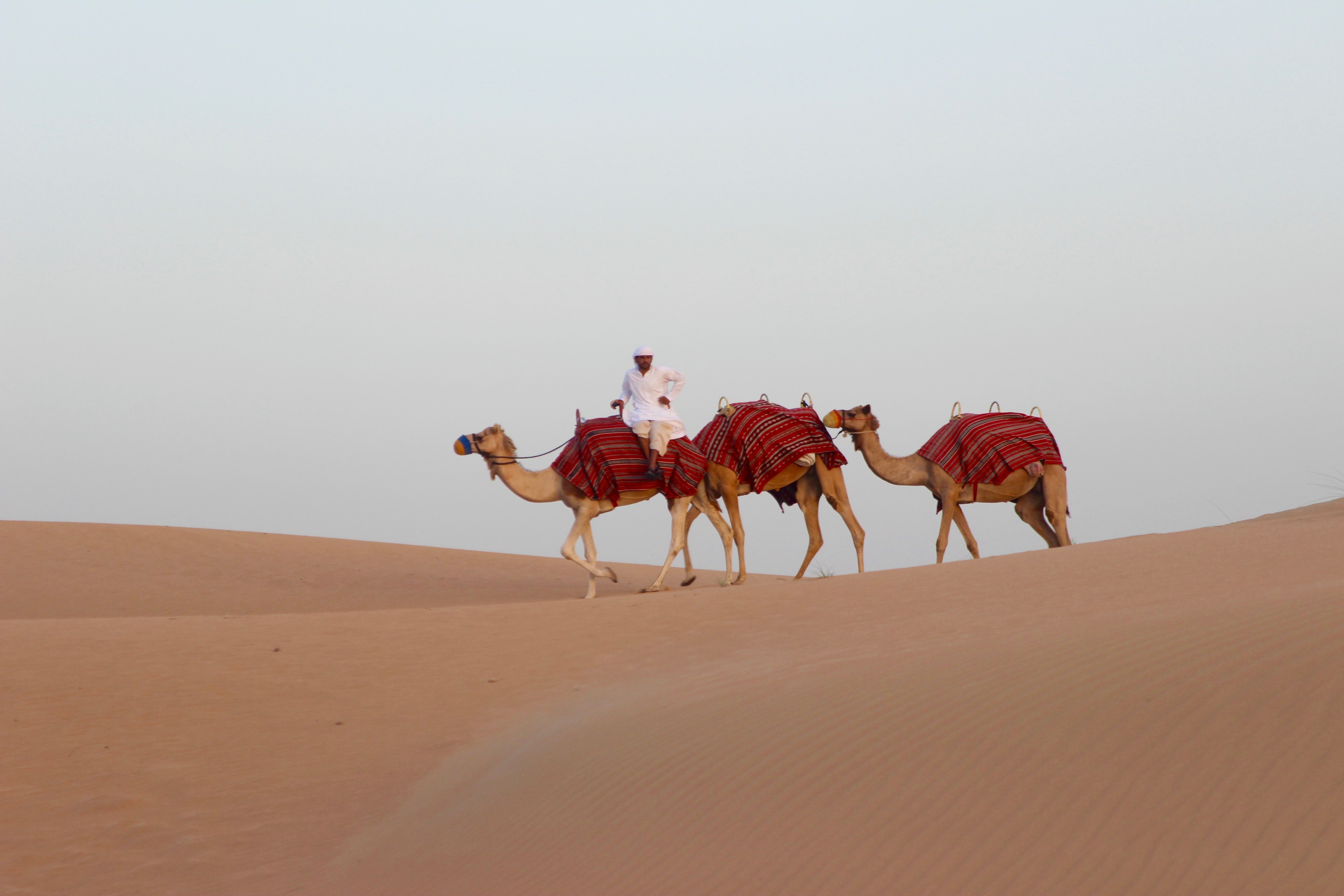 Camels in desert